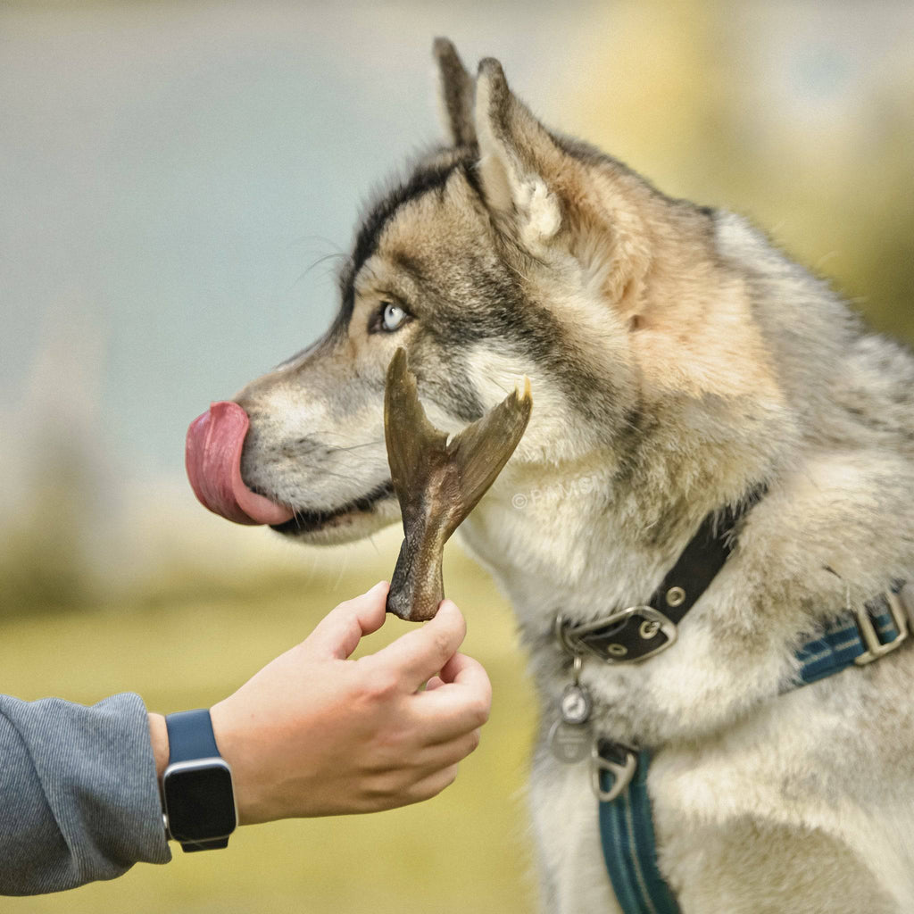 queue de poisson pour chien