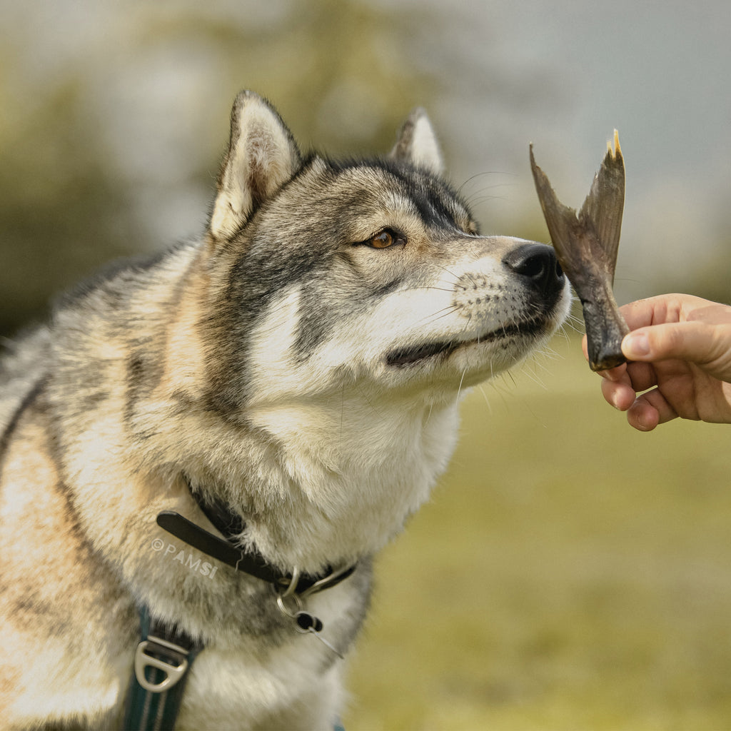 kingfish husky