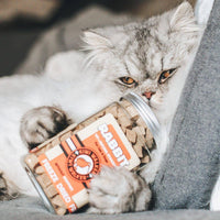 Kiwi Walker lapin pour chat