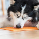 lickimat classic playdate pour chiens