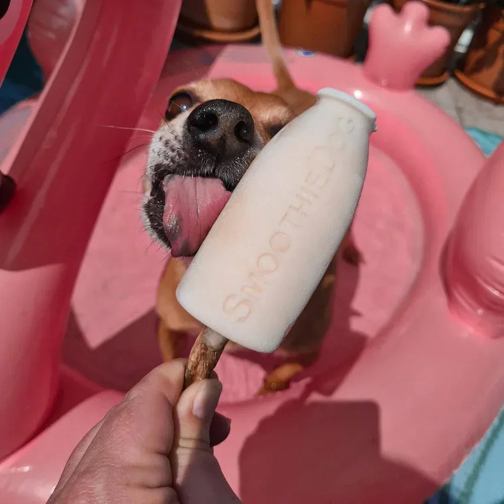 glace pour chien