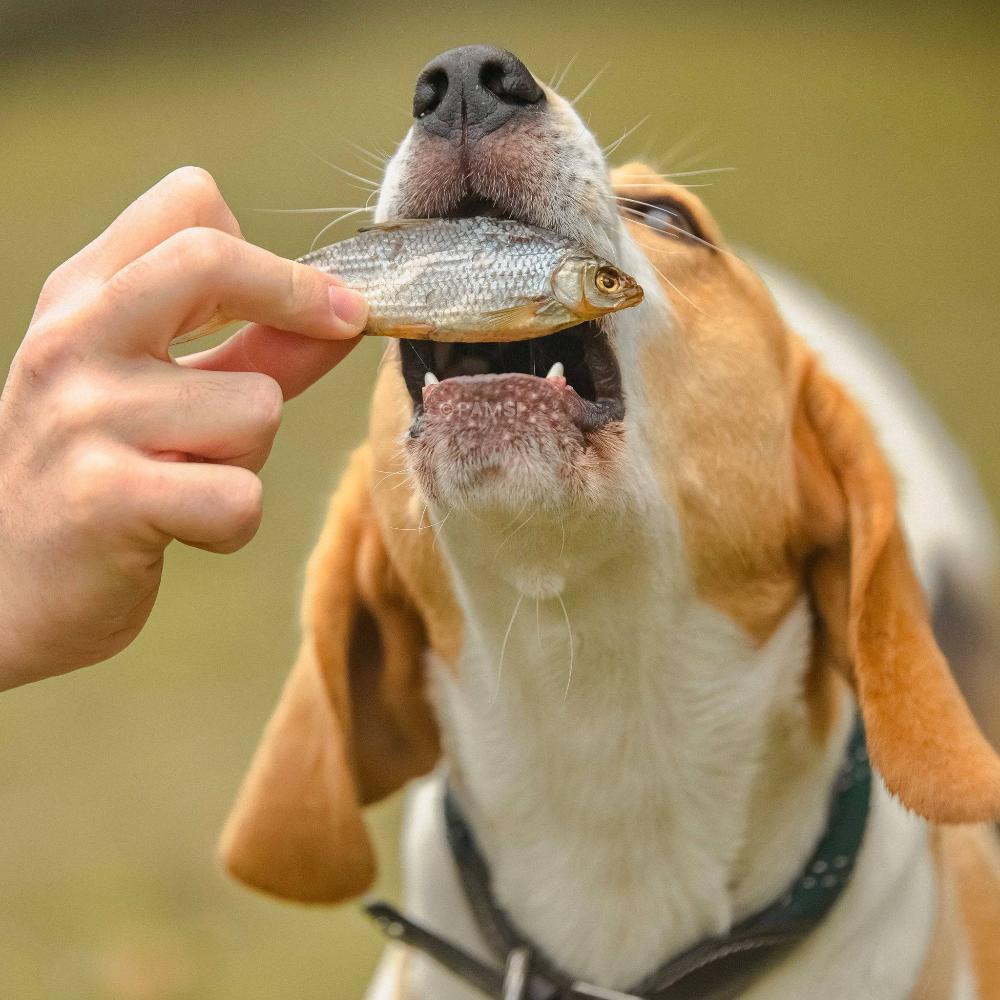 petit poisson gardon