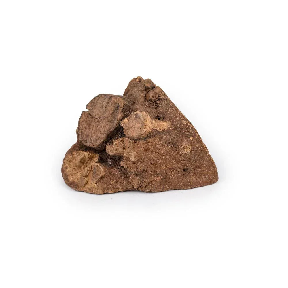 racine de bruyère pour chien