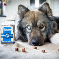 Kiwi Walker pour chien thon