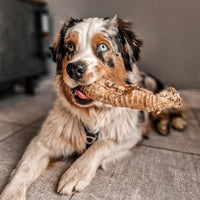 trachée de chameau pour chien
