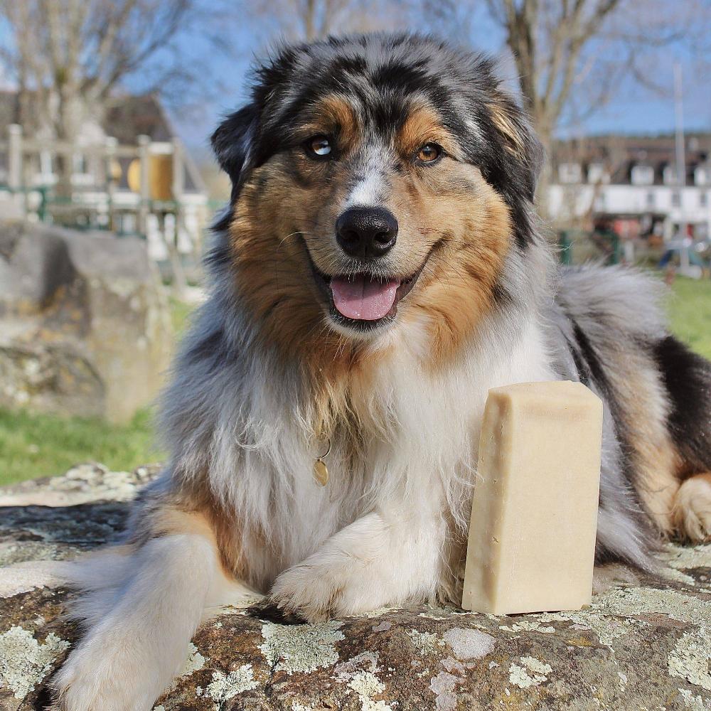 brique de fromage pour chien