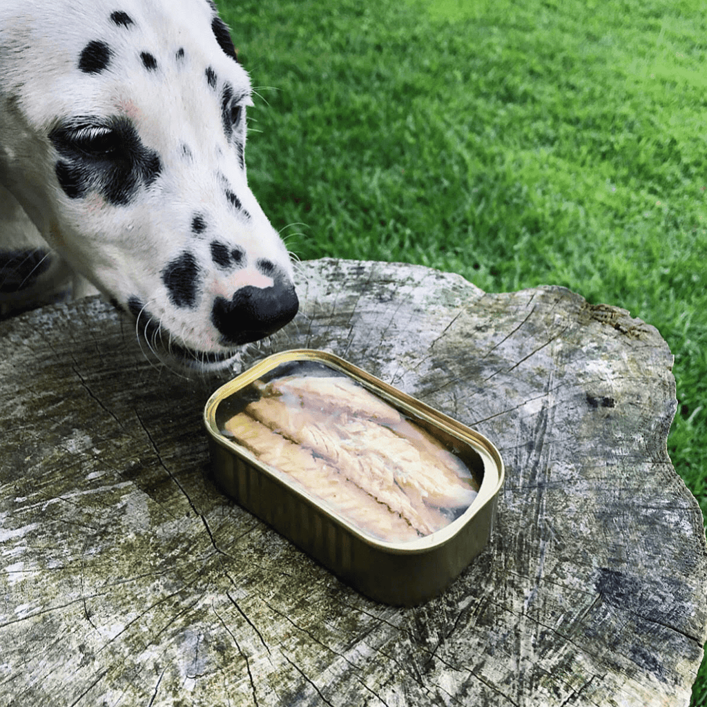 conserve de poisson pour chien