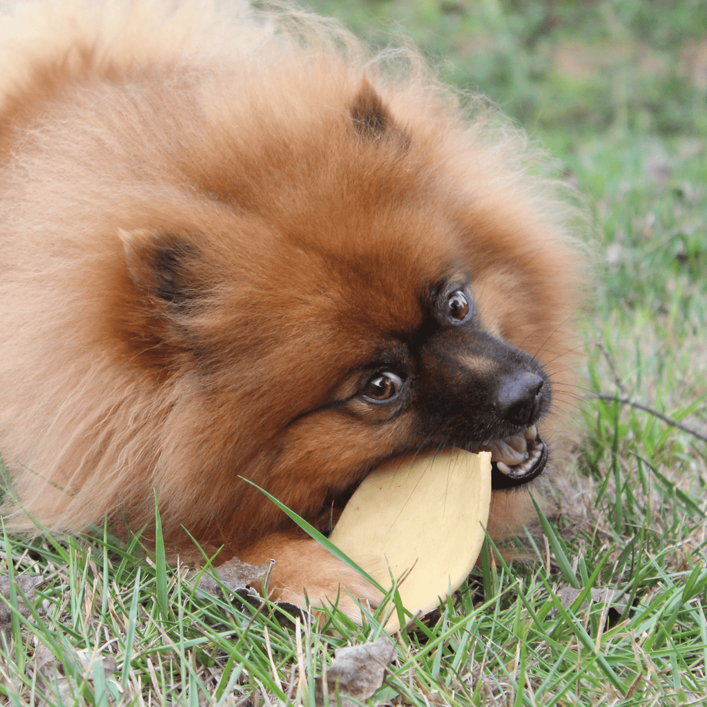 friandises naturelles pour spitz