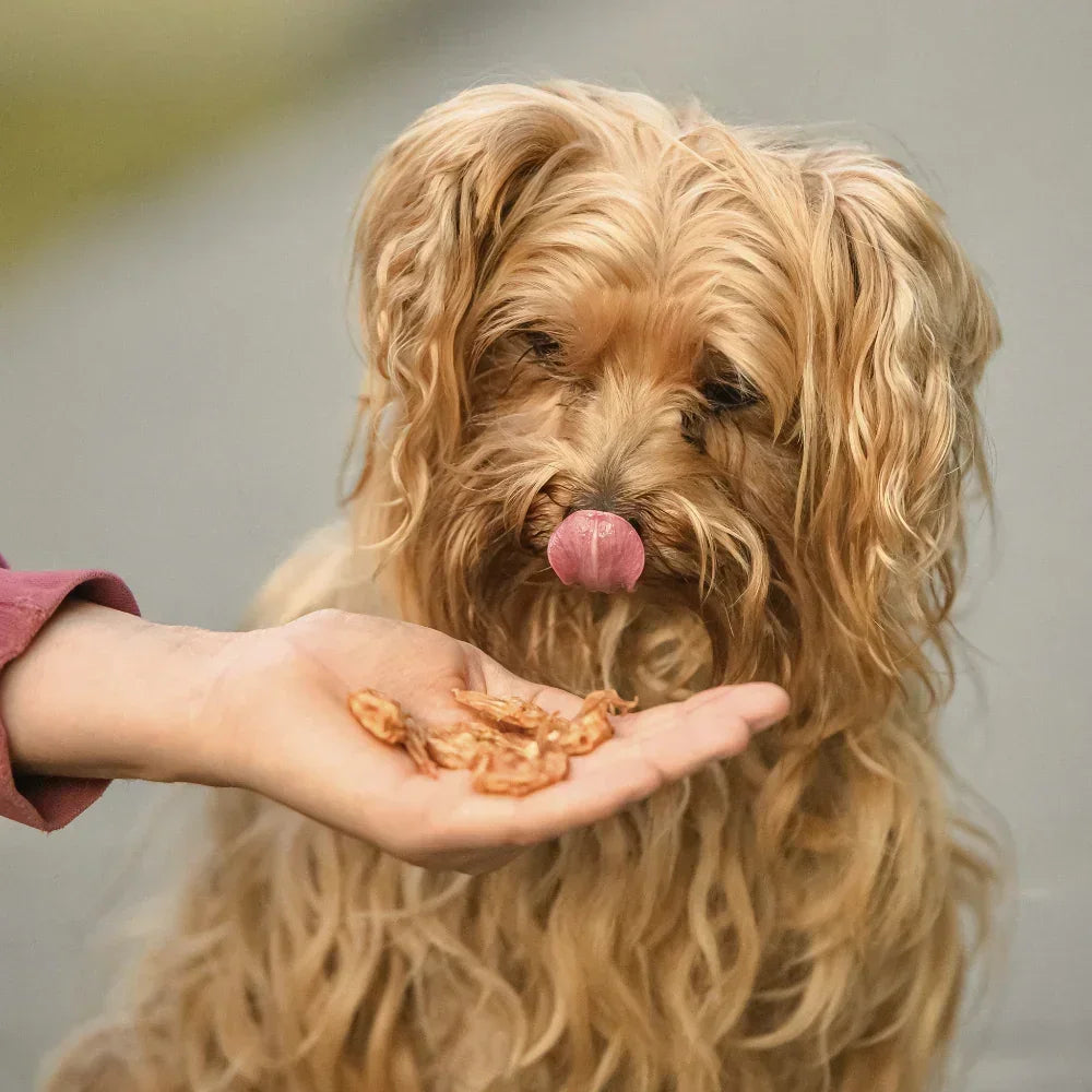crevettes pour chien