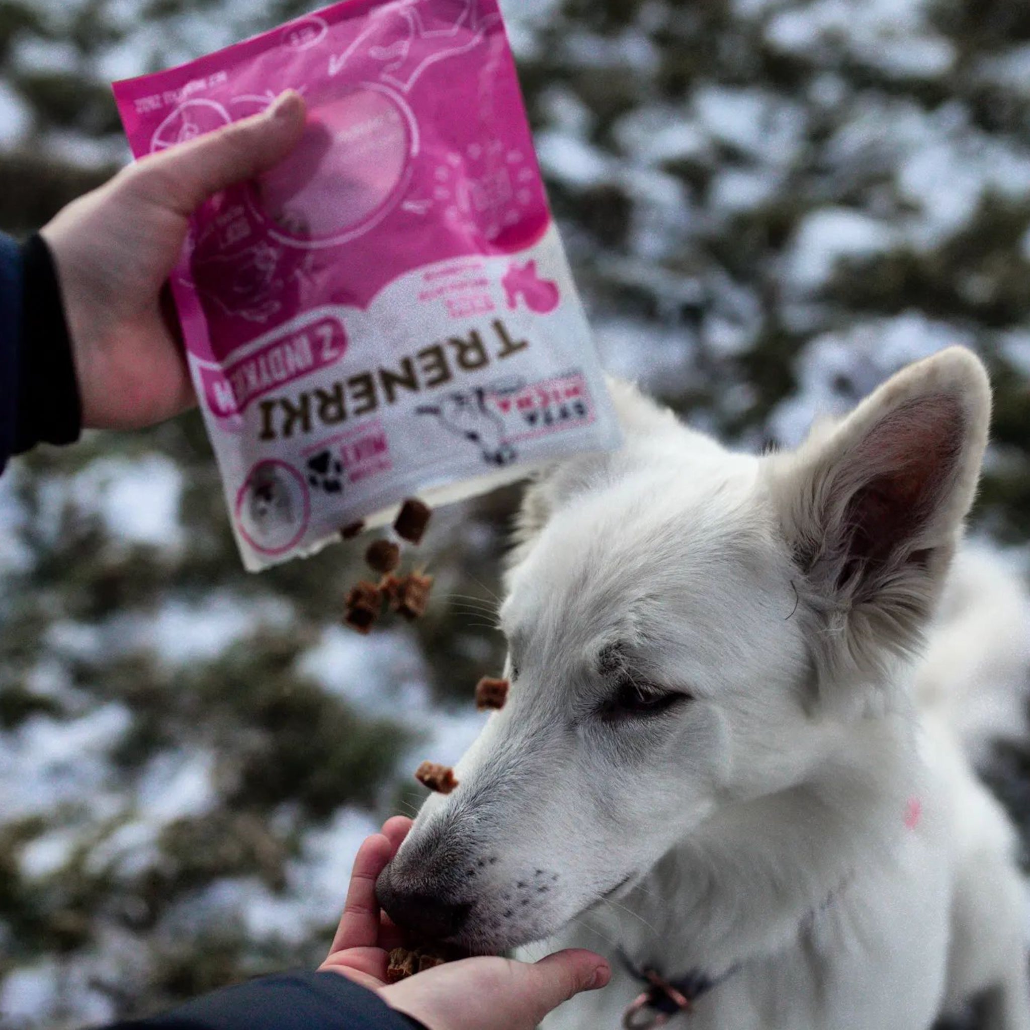 friandises de travail pour chien