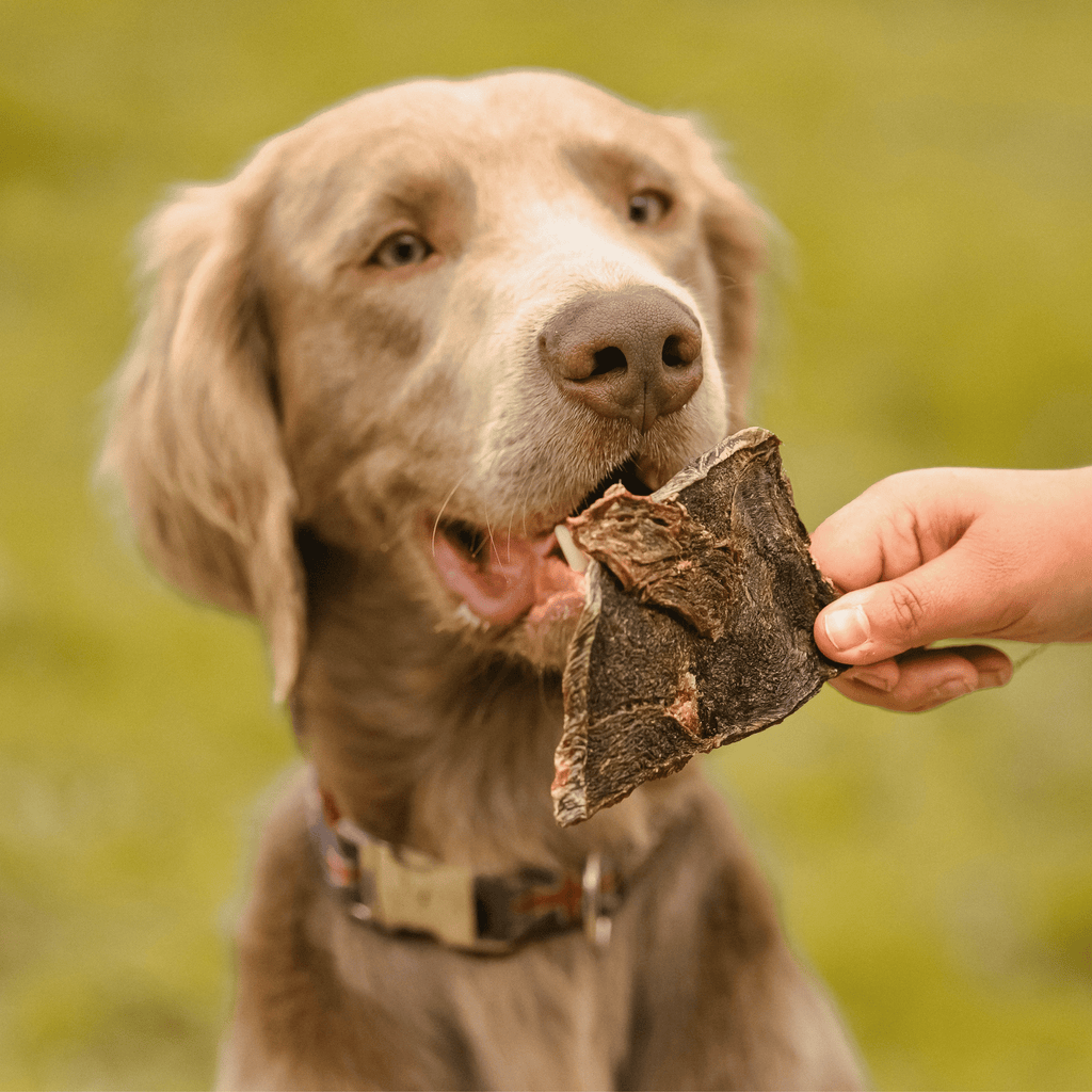 biltong de kangourou pour chien