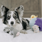 jouet d'occupation pour chien oeuf de paques