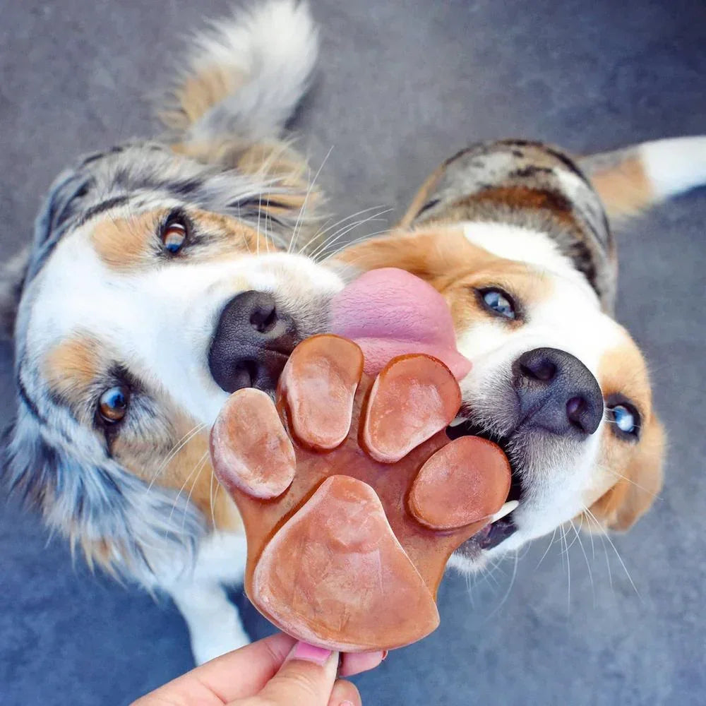 glace pour chien zoomalia