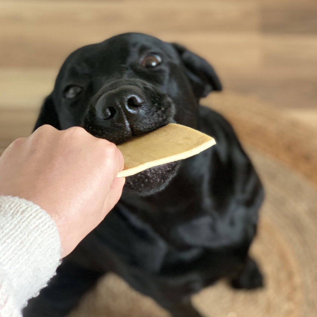 peau de boeuf pour labrador