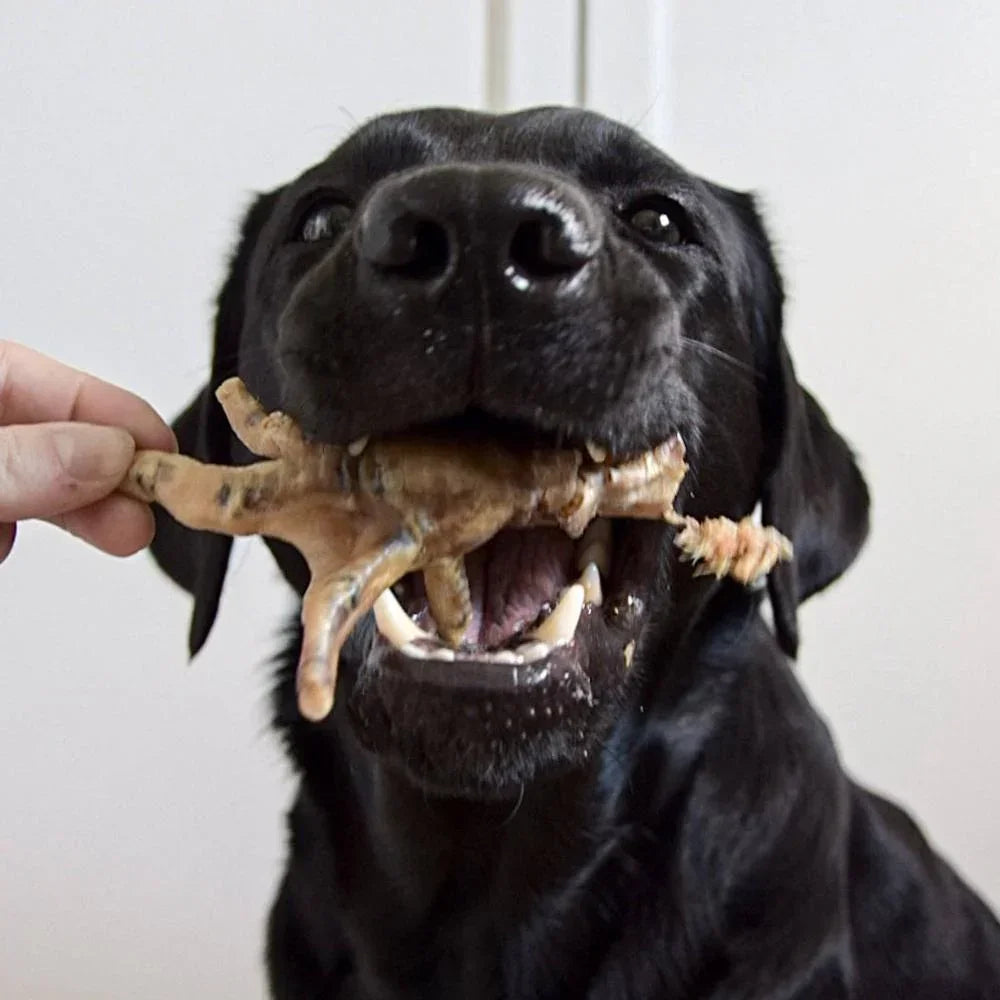 pattes de poulet pour chiens
