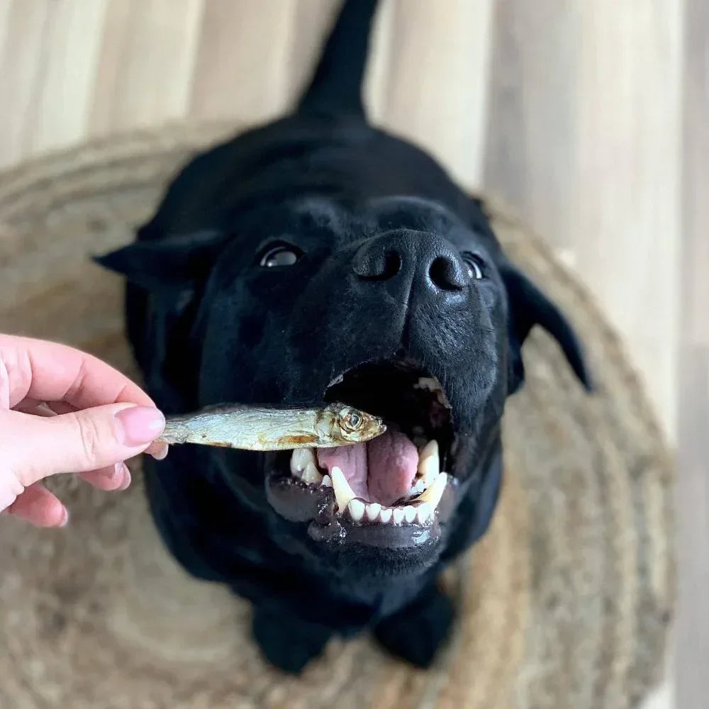 sprat séchés pour chien