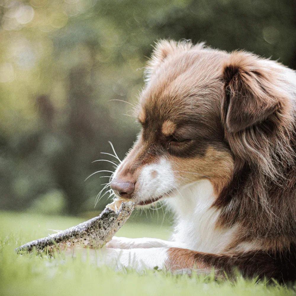 peaux de saumon pour chien