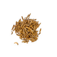 larves de mouche pour chien