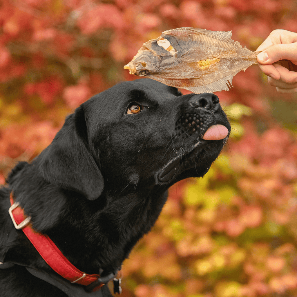 limande sole pour chiens