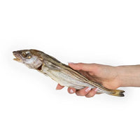 Merlan – Mastication gourmande pour chiens