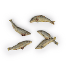 mini saumon pour chien