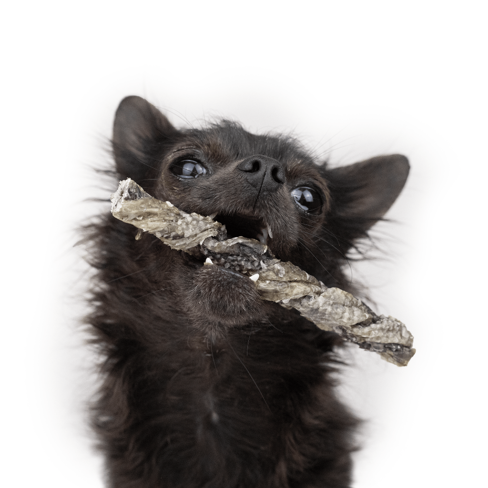 tresses de morue pour chiens