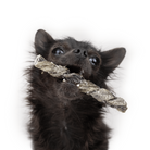 tresses de morue pour chiens