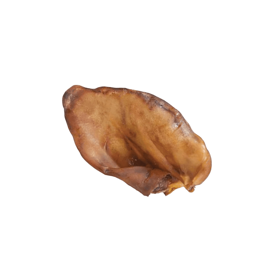 oreille de cochon disgracieux