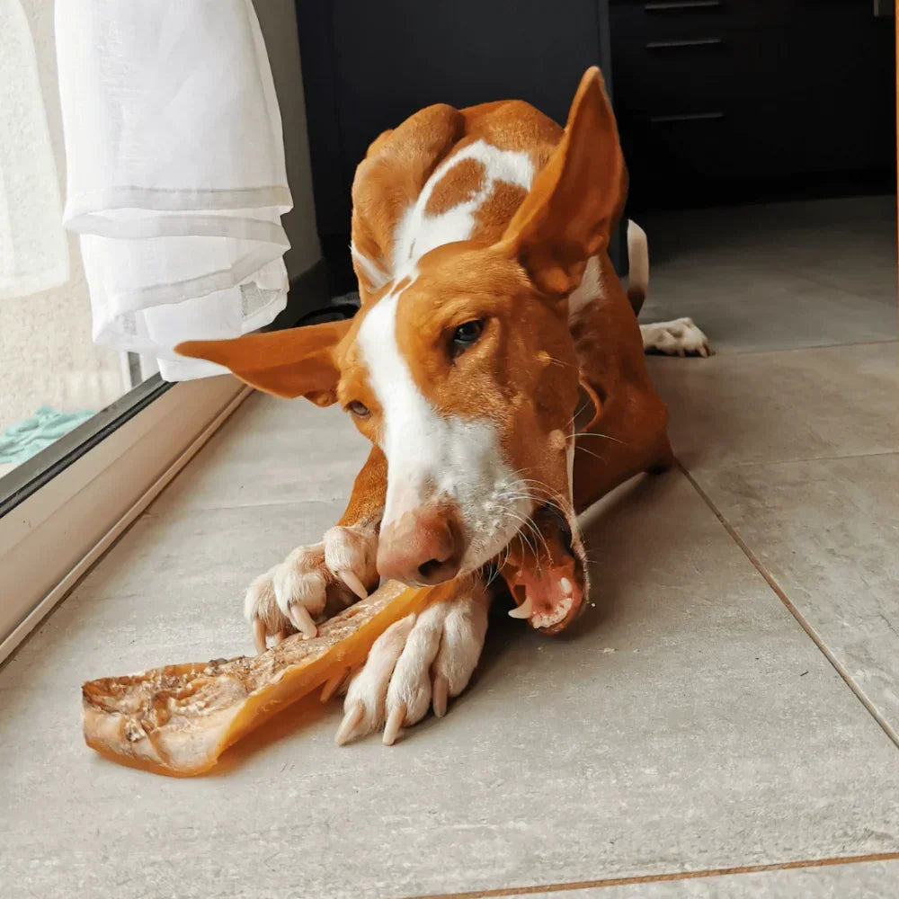 mini peaux de chameau pour chien