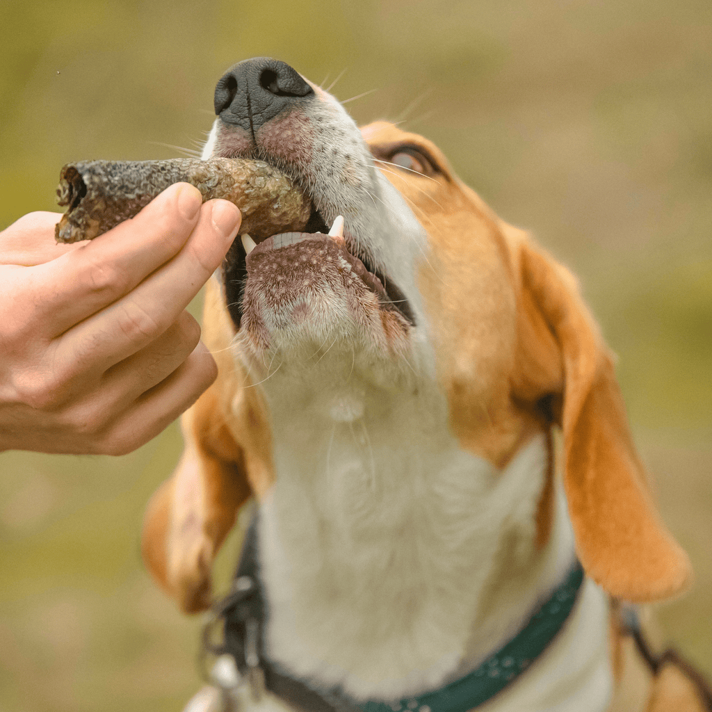 Peau de saumon chien