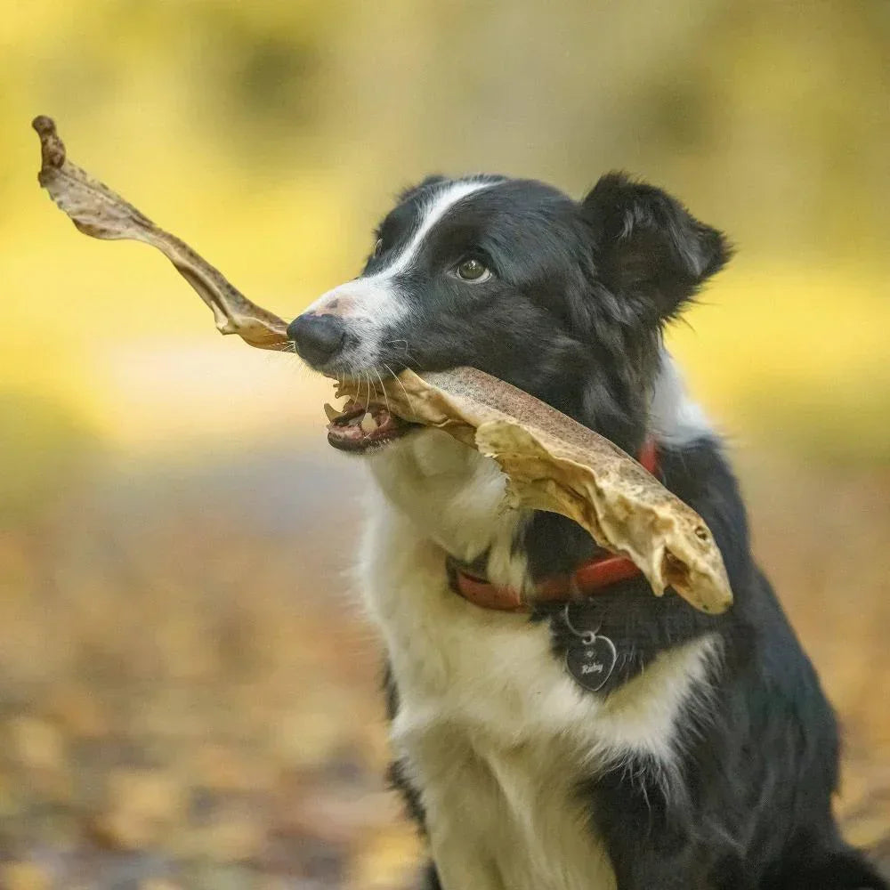 roussette pour chien