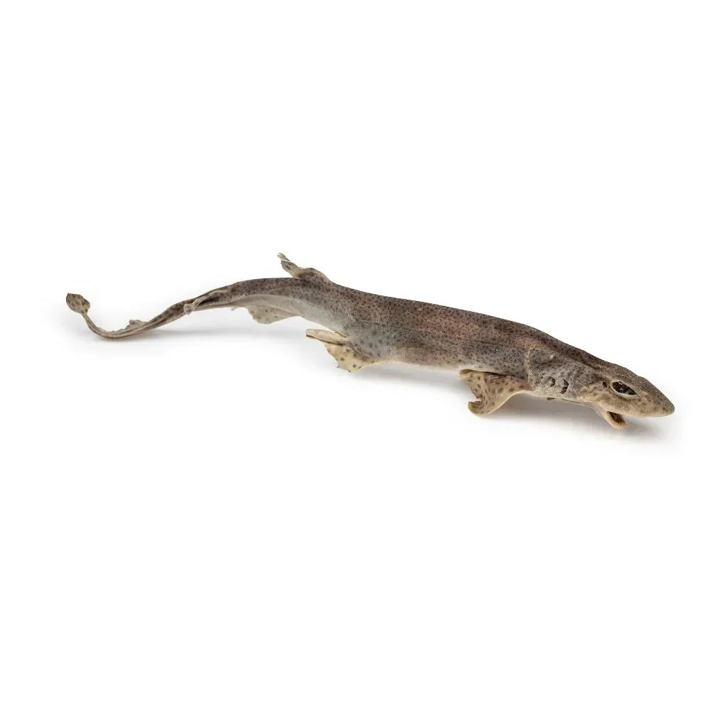 roussette pour chien mini requin