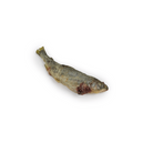 saumon pour chien