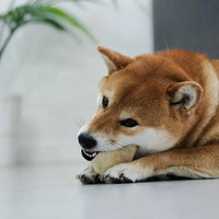 chips de bison pour chien