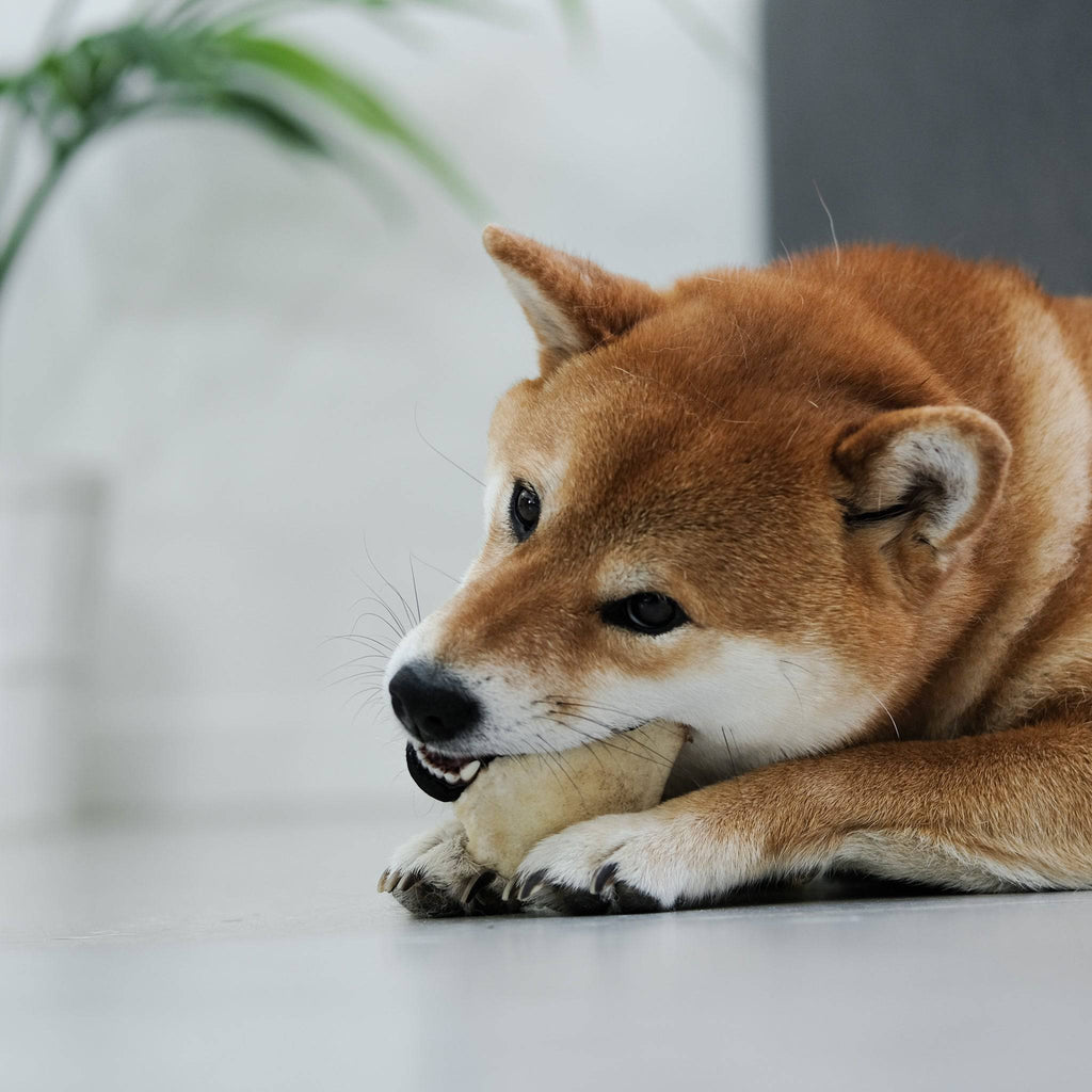 chips de bison pour chien