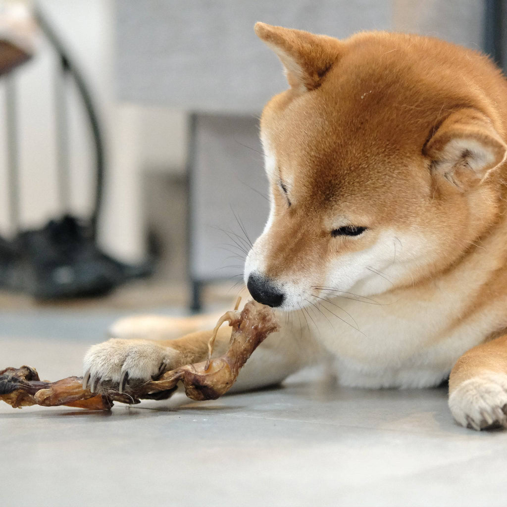 tendon de cerf pour chien