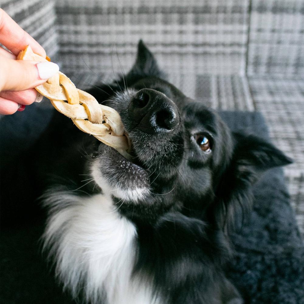 friandise tressée pour chien