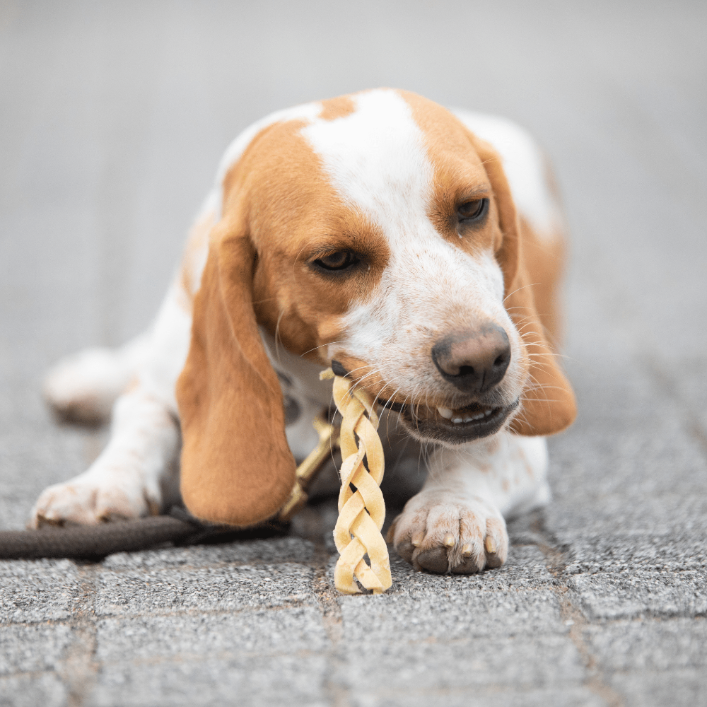 friandise hypoallergénique pour chien